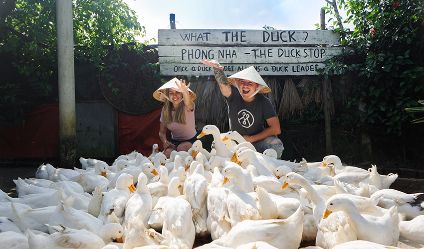 duck-stop duck stop